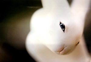 Snow Rabbit -21-